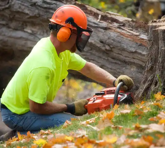 tree services Salem